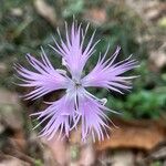 Dianthus hyssopifoliusKvet