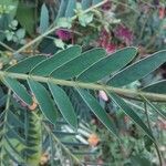 Senna didymobotrya Leaf