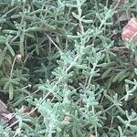 Drosanthemum floribundum Hoja