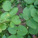 Aralia racemosa Leaf