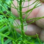 Cardamine impatiens Fruit