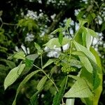 Psychotria laselvensis Other