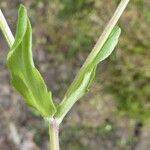 Valeriana eriocarpa Leaf