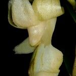 Dendrobium austrocaledonicum Floare