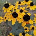 Rudbeckia triloba Flower