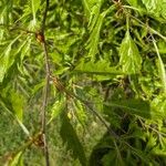 Quercus castaneifolia Συνήθη χαρακτηριστικά
