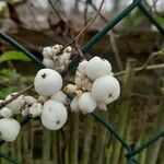 Symphoricarpos albus Φρούτο