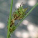 Carex distans Vrucht