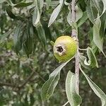 Pyrus salicifolia Owoc