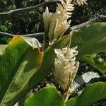 Curcuma longaBloem