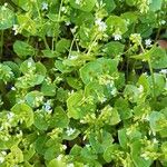 Claytonia perfoliata Habitus