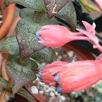 Echeveria purpusiorum Flor