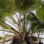 Washingtonia filifera Ліст