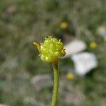 Ranunculus auricomus Fruit