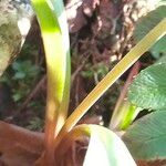 Erythronium americanum 樹皮