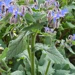 Borago officinalisFlower