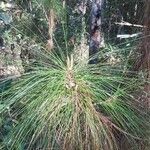 Pinus merkusii Hoja