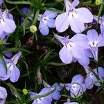 Lobelia erinus عادت داشتن