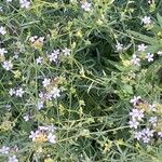 Plumbago europaea Natur