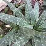 Aloe maculata Leaf