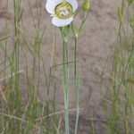 Calochortus gunnisonii Λουλούδι