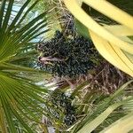 Livistona chinensis Fruto