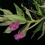 Epilobium conspersum Агульны выгляд