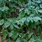 Ruscus hypophyllum Leaf