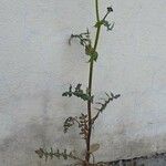 Sonchus oleraceus Flower