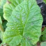 Francoa appendiculata Hostoa