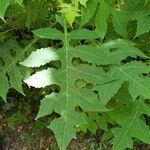 Polymnia canadensis Leaf