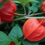 Physalis alkekengi Fruchs