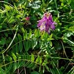 Hedysarum hedysaroides Flower