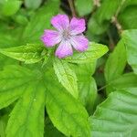 Geranium nodosumŽiedas