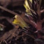 Pedicularis semibarbata Květ