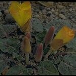 Oenothera xylocarpa Hábito