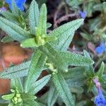 Glandora prostrata 葉