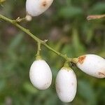 Cestrum parqui Fruit