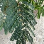 Albizia julibrissin Leaf