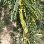 Faidherbia albida Frucht