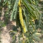 Faidherbia albida Fruit