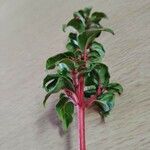 Fuchsia microphylla পাতা