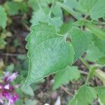 Agastache rugosa برگ