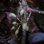 Garcinia macrophylla फल