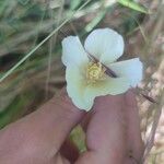 Cienfuegosia yucatanensis Flower