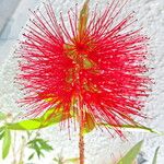 Melaleuca citrina Flower