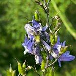 Delphinium elatumFlor