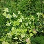 Silene baccifera Lapas