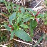 Lysimachia terrestris ফল