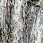 Melaleuca linariifolia Bark